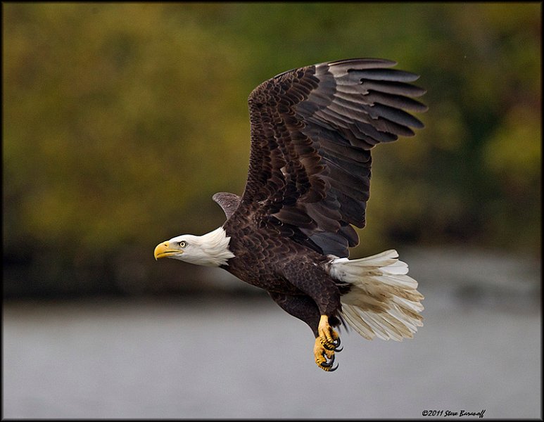 _1SB0774 bald eagle.jpg